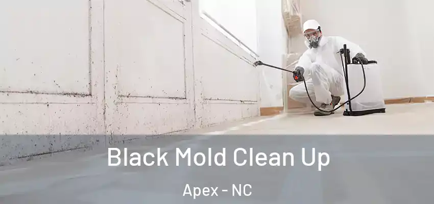 Black Mold Clean Up Apex - NC