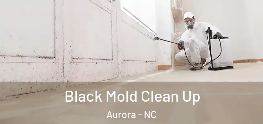  Black Mold Clean Up Aurora - NC