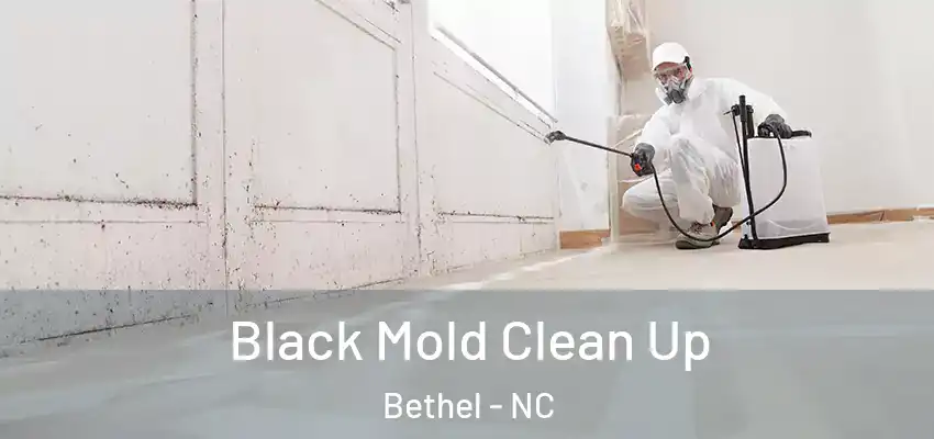  Black Mold Clean Up Bethel - NC