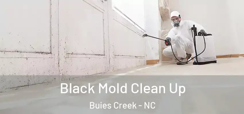 Black Mold Clean Up Buies Creek - NC