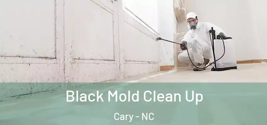  Black Mold Clean Up Cary - NC