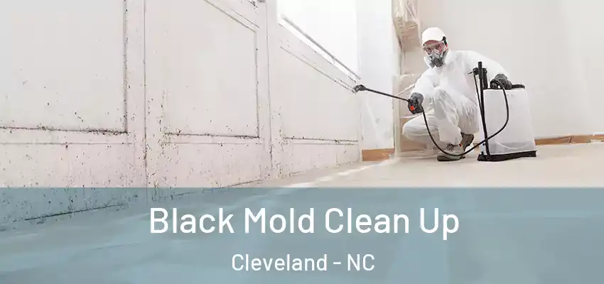  Black Mold Clean Up Cleveland - NC