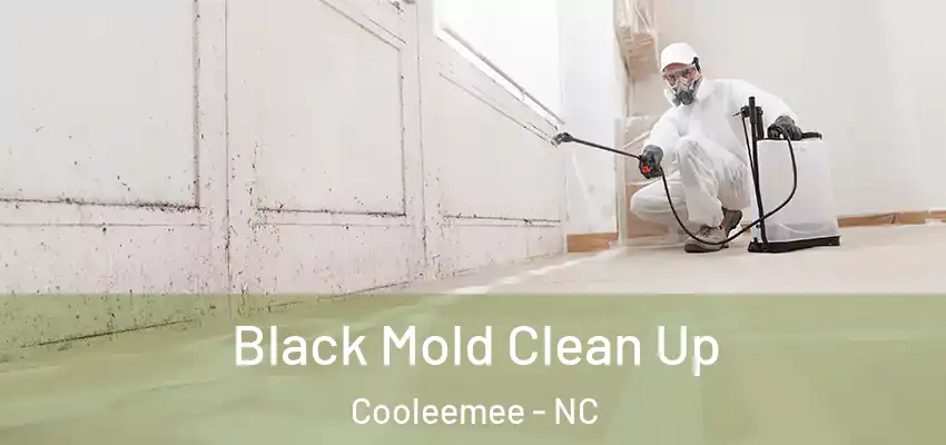  Black Mold Clean Up Cooleemee - NC