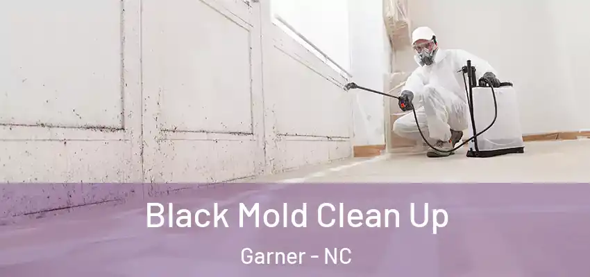  Black Mold Clean Up Garner - NC