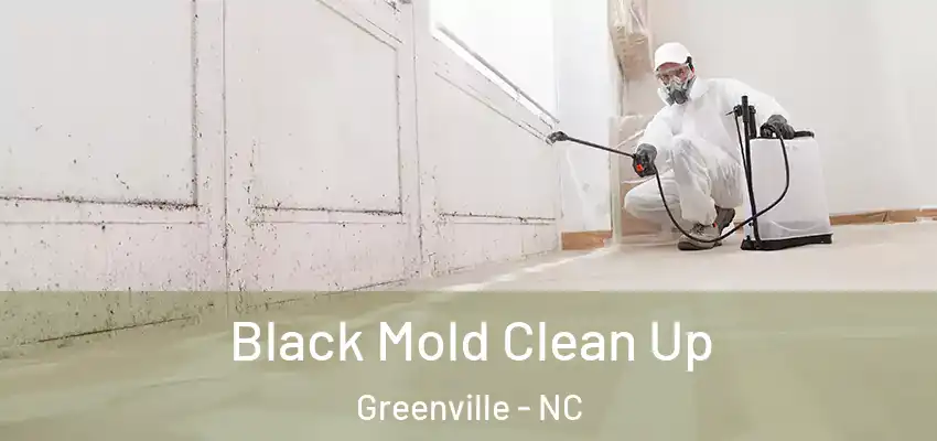  Black Mold Clean Up Greenville - NC