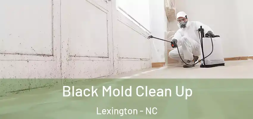 Black Mold Clean Up Lexington - NC