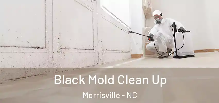 Black Mold Clean Up Morrisville - NC