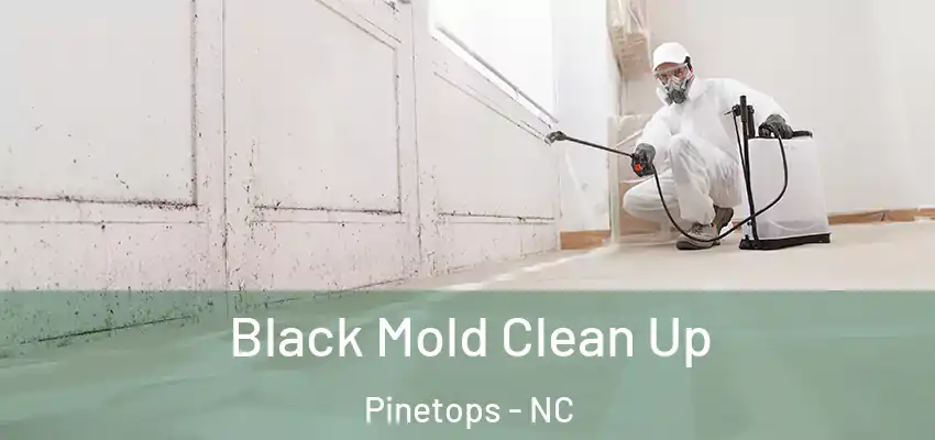Black Mold Clean Up Pinetops - NC
