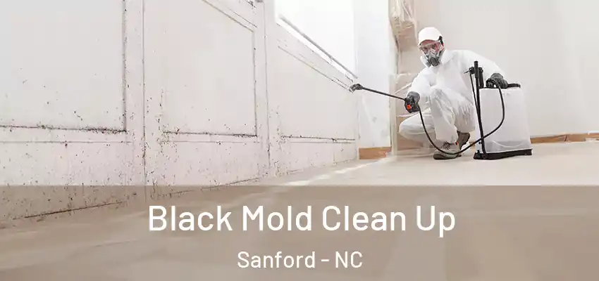 Black Mold Clean Up Sanford - NC