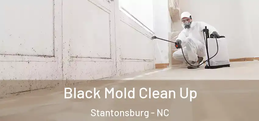  Black Mold Clean Up Stantonsburg - NC