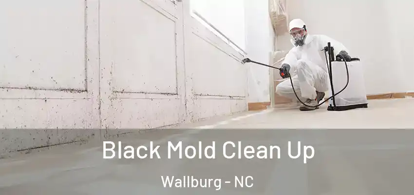  Black Mold Clean Up Wallburg - NC