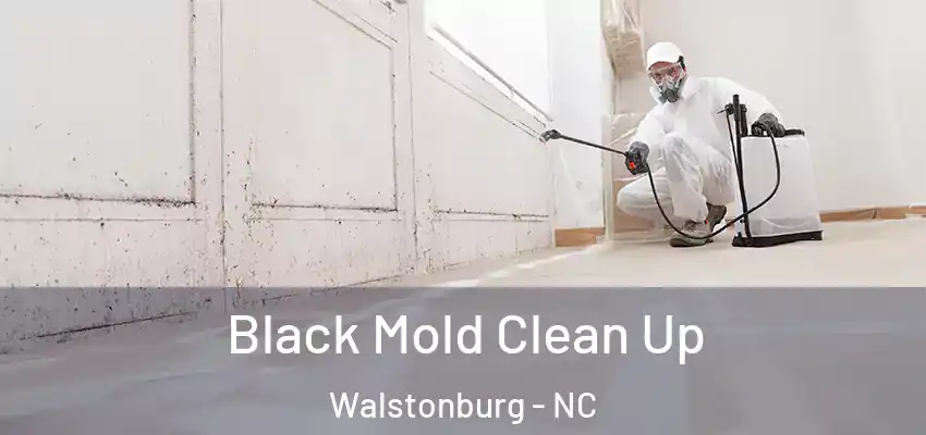 Black Mold Clean Up Walstonburg - NC