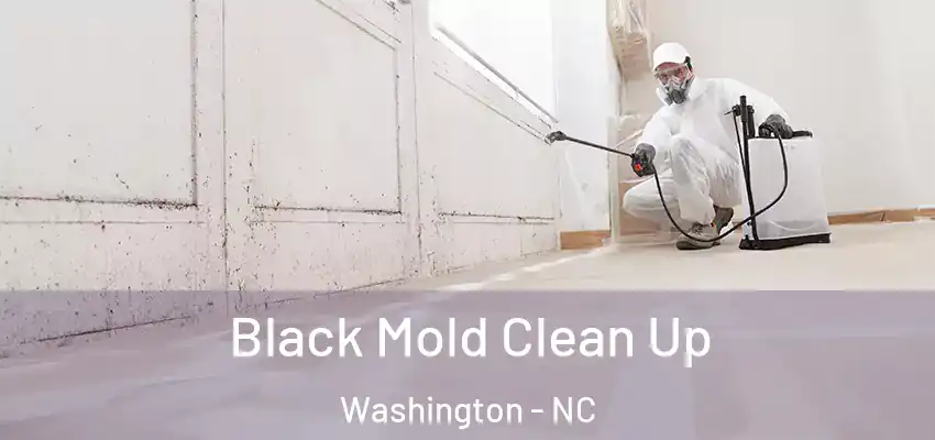  Black Mold Clean Up Washington - NC