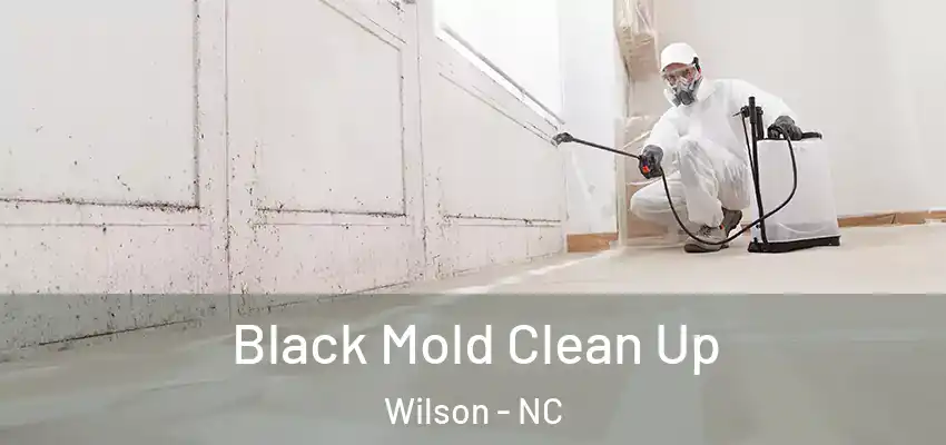 Black Mold Clean Up Wilson - NC