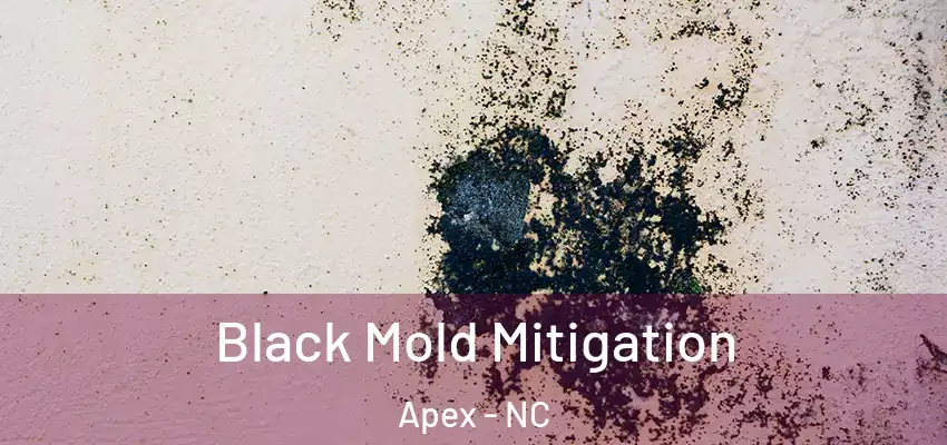  Black Mold Mitigation Apex - NC