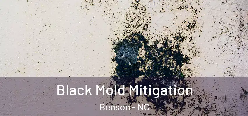Black Mold Mitigation Benson - NC