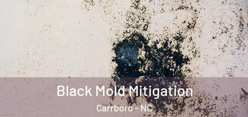  Black Mold Mitigation Carrboro - NC