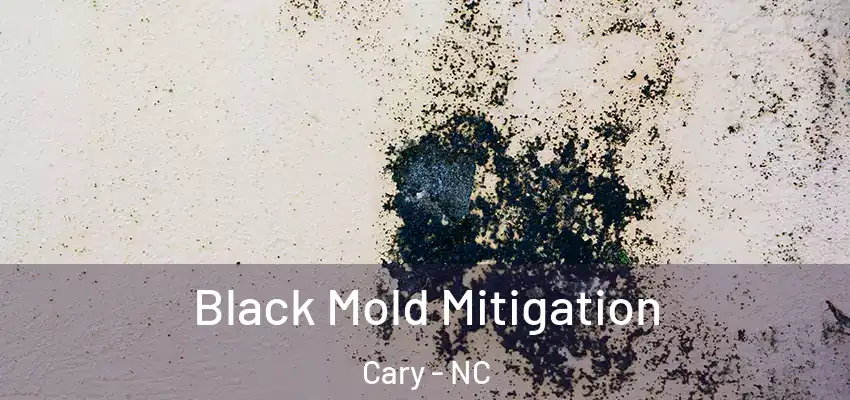 Black Mold Mitigation Cary - NC