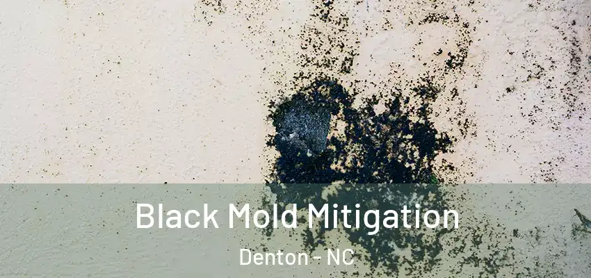 Black Mold Mitigation Denton - NC