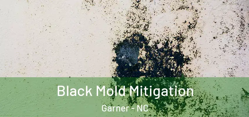 Black Mold Mitigation Garner - NC