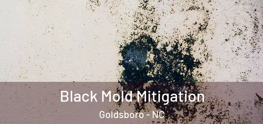  Black Mold Mitigation Goldsboro - NC