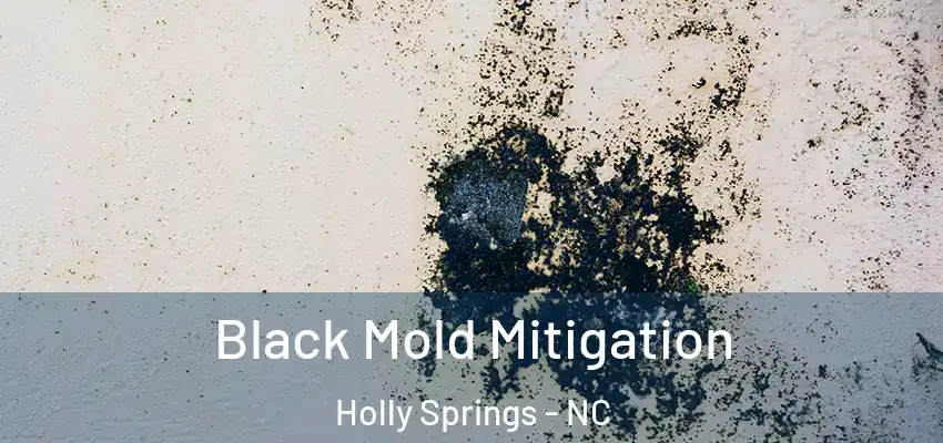  Black Mold Mitigation Holly Springs - NC