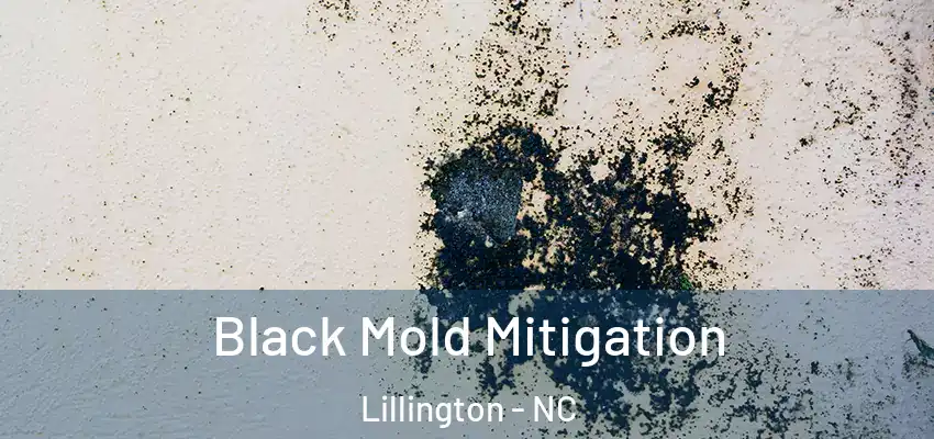  Black Mold Mitigation Lillington - NC