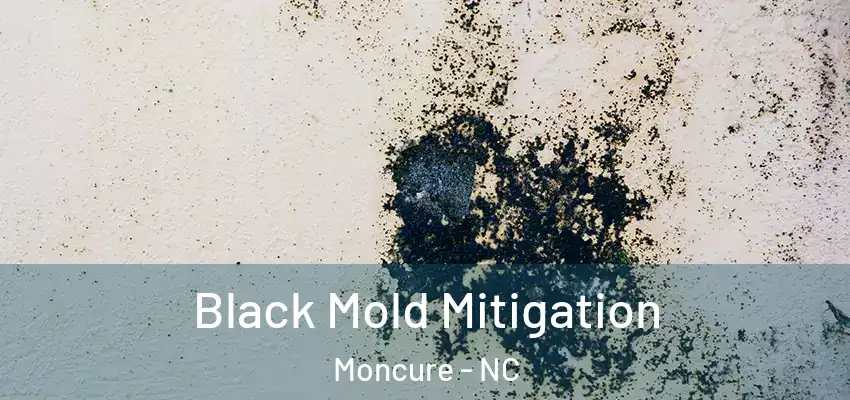  Black Mold Mitigation Moncure - NC