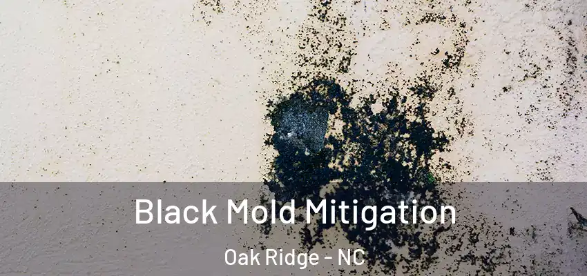  Black Mold Mitigation Oak Ridge - NC