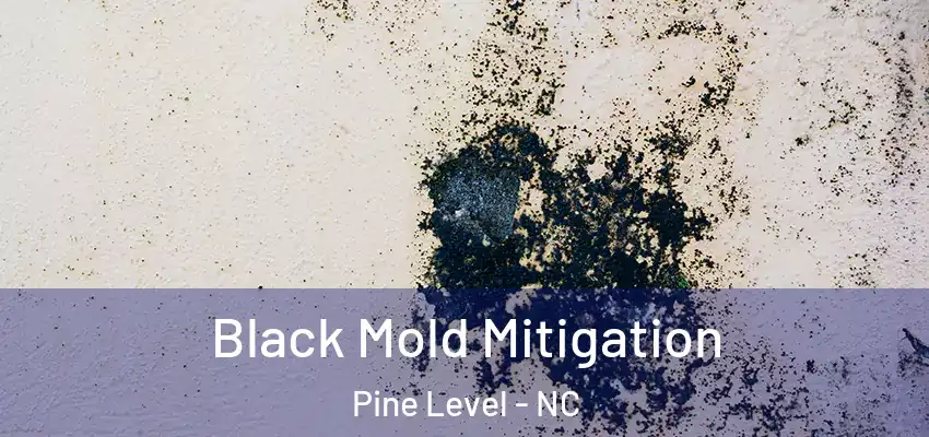  Black Mold Mitigation Pine Level - NC