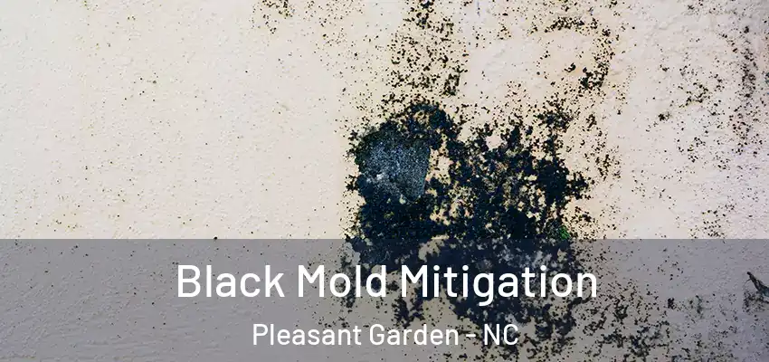 Black Mold Mitigation Pleasant Garden - NC
