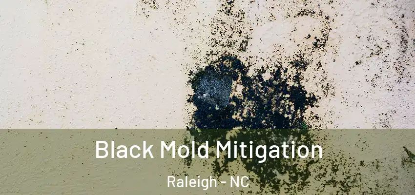 Black Mold Mitigation Raleigh - NC
