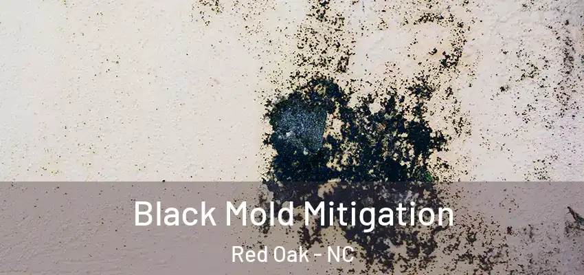  Black Mold Mitigation Red Oak - NC
