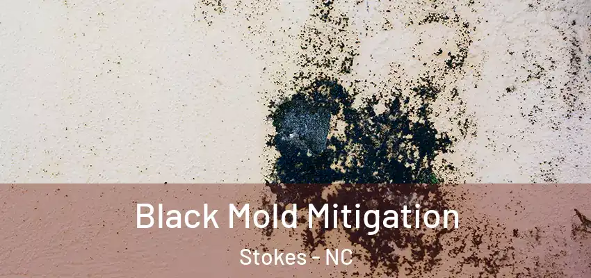  Black Mold Mitigation Stokes - NC