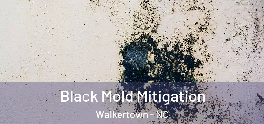  Black Mold Mitigation Walkertown - NC