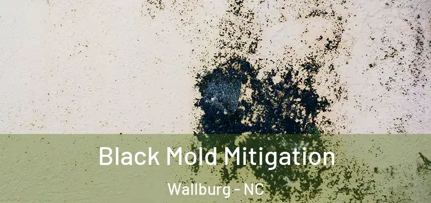  Black Mold Mitigation Wallburg - NC