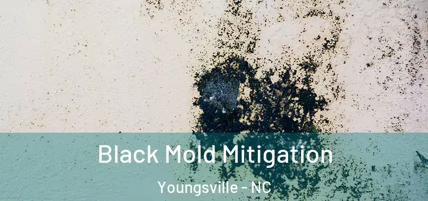 Black Mold Mitigation Youngsville - NC