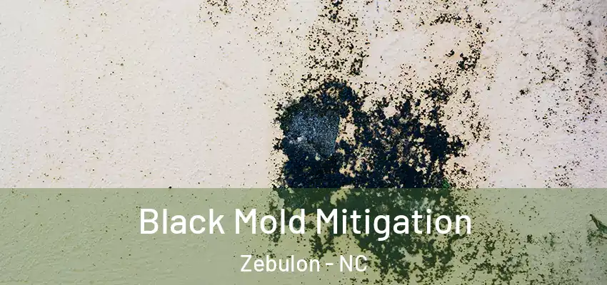 Black Mold Mitigation Zebulon - NC