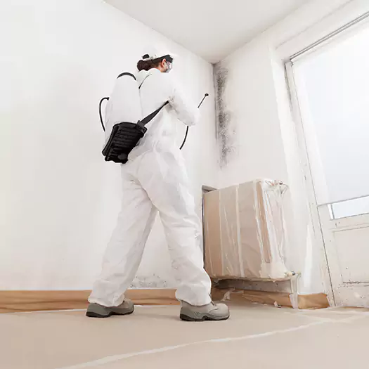 Trusted Black Mold Clean Up Experts in Winston-Salem, NC