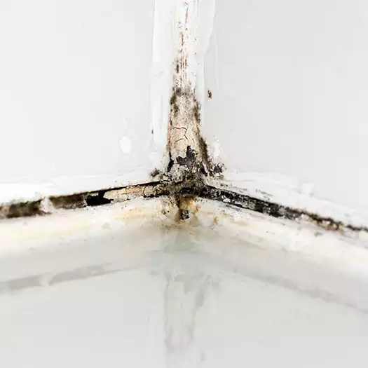 Trusted Black Mold in Shower Experts in Winston-Salem, NC