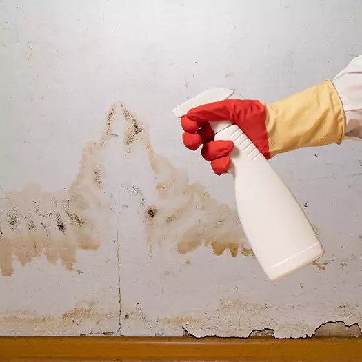 Trusted Black Mold Mitigation Specialists in Winston-Salem, NC