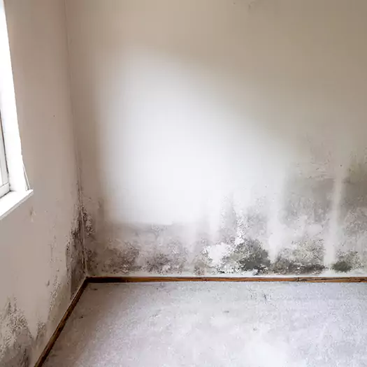 Trusted Mold Cleanup Specialists in Winston-Salem, NC