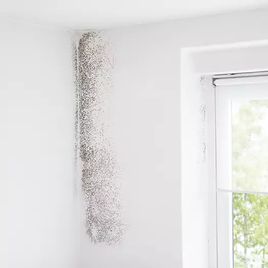 Trusted Mold Eradication Professionals Serving in Winston-Salem, NC