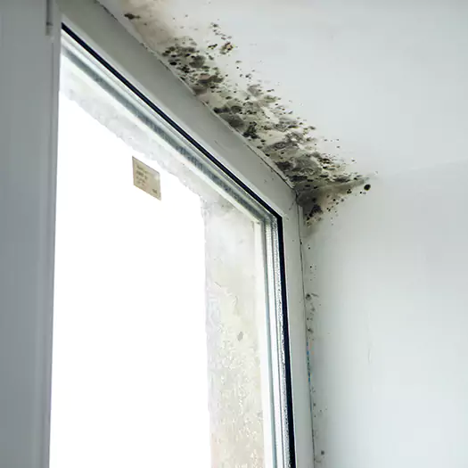 Experienced Mold Mitigation Specialists in Winston-Salem, NC