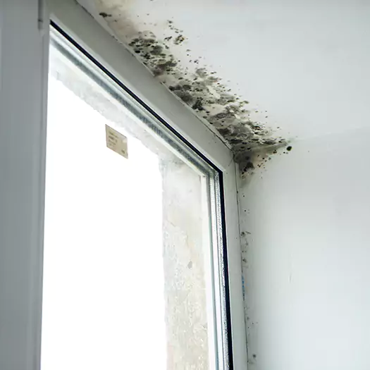 Trusted Mold on Bathroom Ceiling Experts in Winston-Salem, NC