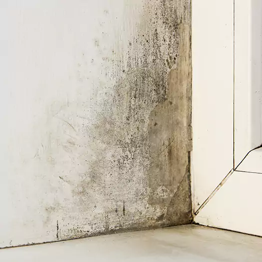 Skilled Mold on Drywall Experts in Winston-Salem, NC