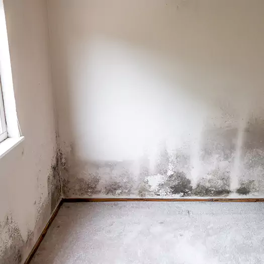 Trusted Mold on the Wall Experts in Winston-Salem, NC