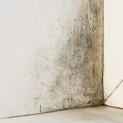 #1 Mold Remediation and Removal Experts in Winston-Salem, NC