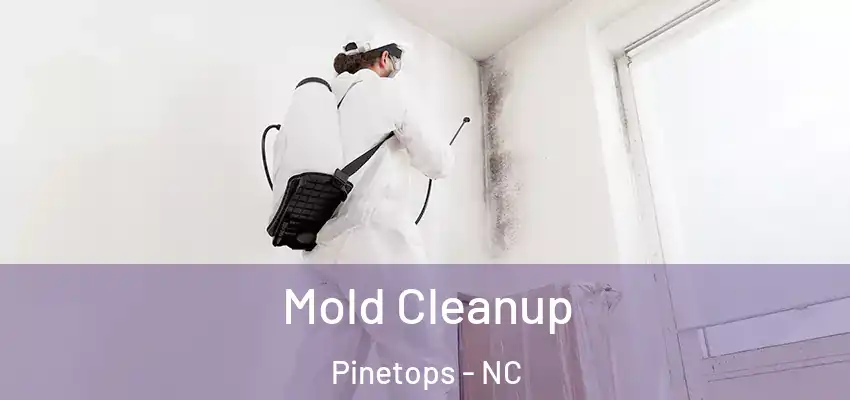 Mold Cleanup Pinetops - NC