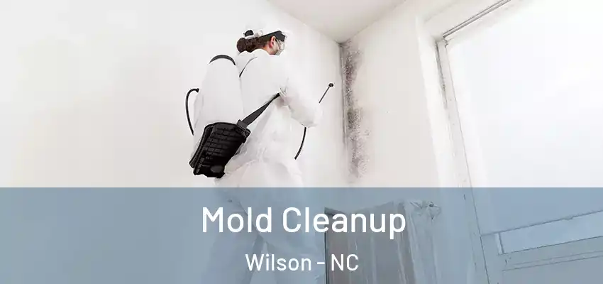 Mold Cleanup Wilson - NC